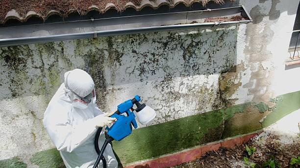Top rated local Mold Removal specialists in Catharpin, VA